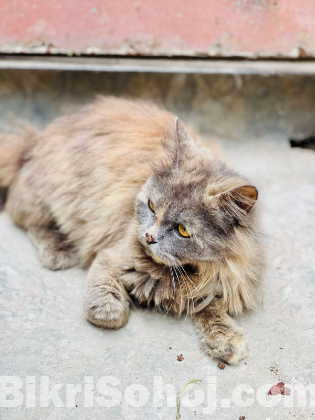 Persian Cat Female